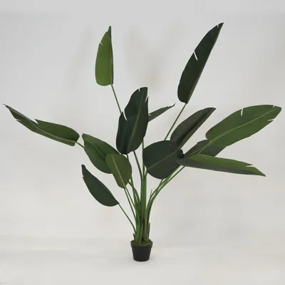 Strelitzia Nicolai - 200-220cm
