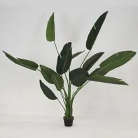 Strelitzia Nicolai - 200-220cm