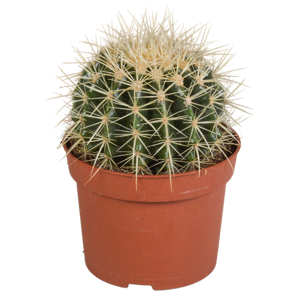 Echinocactus grusonii 12cm