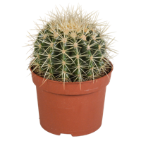 Echinocactus grusonii 12cm