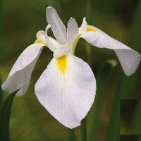 Moerings Iris kaemferi white - Witte Lis
