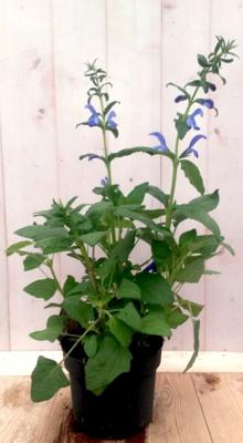 Salvia blauw - Warentuin natuurlijk
