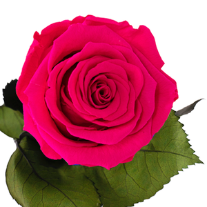 Longlife roos donker roze