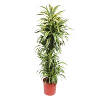 Dracaena Lemon Lime - 170 cm - ø34 Dracaena Lemon Lime - 170 cm - ø34