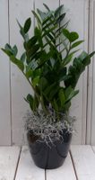 Zamioculcas in zwart/antraciete pot 55 cm - Warentuin Natuurlijk