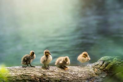 Tuinschilderij vier eendjes 130x70 - Customize it