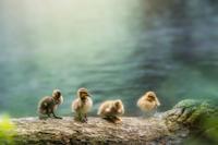 Tuinschilderij vier eendjes 130x70 - Customize it