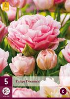 Tulp Dreamer 5 bollen