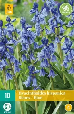 Bloembollen Hyacinthoides Hispanica Blauw 10st