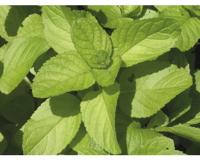 Mentha pip. Orange kruidenplant Griffioen - Griffioen
