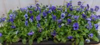 Bosviolen blauw 18 stuks - Warentuin natuurlijk