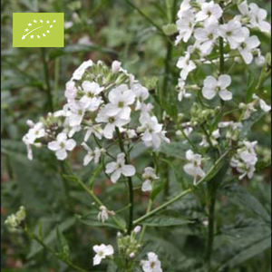 Bio Damastbloem | Hesperis Nivea