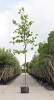 Platanenboom Platanus hispanica h 550 cm st. omtrek 19 cm - Warentuin Natuurlijk
