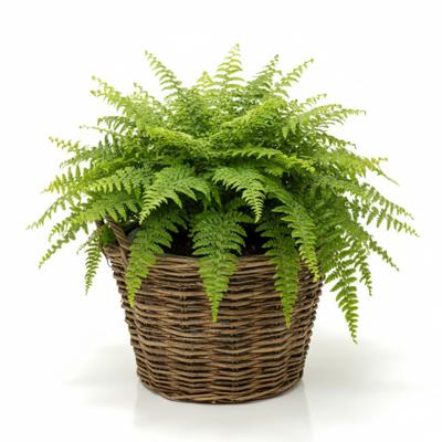 VD Leeden Plantenmand Twijg - rond - bruin - 35 x 25 cm - rotan - gevlochten riet - bloemenmand VD Leeden Plantenmand Twijg - rond - bruin - 35 x 25 cm - rotan - gevlochten riet - bloemenmand