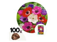 Anemoon bloembollen 'de Caen Mix' - mix van 100 bollen - thumbnail
