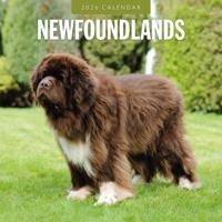 Newfoundlander Kalender 2026