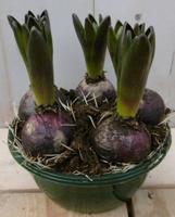3 stuks! Bolletjes Hyacint blauw in schaaltje Voorjaarsbollen Warentuin Natuurlijk - Warentuin natuurlijk