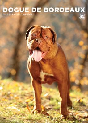 Bordeaux Dog A3 Kalender 2026
