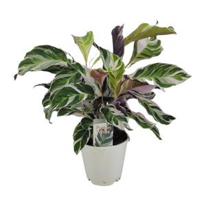 Calathea White Fusion - Ø14cm - ↕40cm