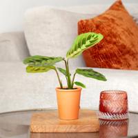 Mini Maranta red stripe - Gebedsplantje - P6