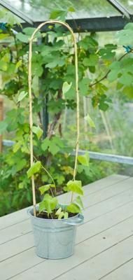 Bamboestok gebogenl H150cm dia. 14-16mm set a 3 stuks - Nature