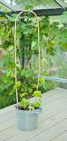 Bamboestok gebogenl H150cm dia. 14-16mm set a 3 stuks - Nature