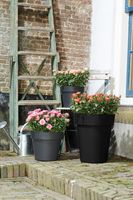 elho Green Basics Top Planter Hight Buiten Plantenpot Vrijstaand Polypropyleen (PP) Zwart - thumbnail