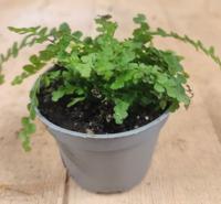 Kamerplant Mini varentje - Warentuin natuurlijk