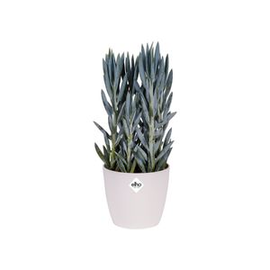 elho brussels diamond round 25cm Binnen Plantenpot Vrijstaand Polypropyleen (PP) Wit