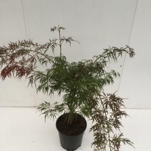 Japanse esdoorn (Acer palmatum "Ornatum") heester - 50-60 cm - 1 stuks