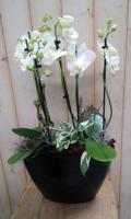 Orchidee Phalaenopsis Wit 4 stelen Waterntuin Natuurlijk - Warentuin natuurlijk
