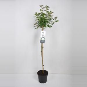 Trosroos op stam (rosa "Aspirin Rose"®) - Op stam 110 cm - 1 stuks
