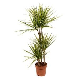 Dracaena marginata sunray M kamerplant