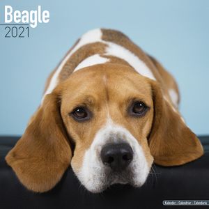 Kalender 2025 Beagle