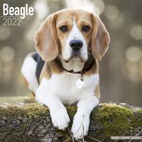 Kalender 2025 Beagle - thumbnail