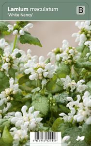 Vips Lamium maculatum White Nancy - Gevlekte dovenetel