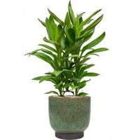 Plant in Pot Cordyline Fructicosa Glauca 80 cm kamerplant in Linn Deep Green 25 cm bloempot - thumbnail