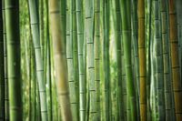 Karo-art Schilderij - Bamboe , Groen,  2 maten, Premium print