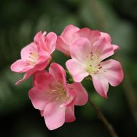 Kunst Bloesemtak 110cm Rose