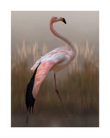Flamingo Kunstdruk - thumbnail