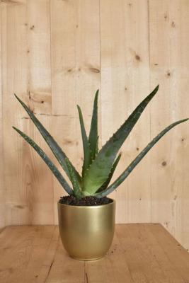 Aloe Vera in gouden pot - Warentuin natuurlijk