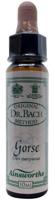 Ainsworths Gorse Bach 10 Milliliter