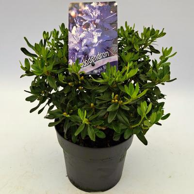 Dwergrhododendron