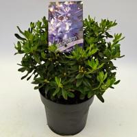 Dwergrhododendron