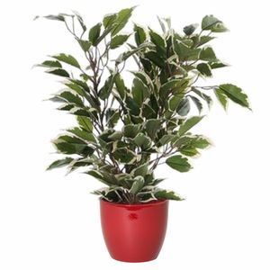 Groen/witte ficus kunstplant 40 cm met plantenpot wijnrood D13.5 en H12.5 cm