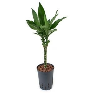 Dracaena janet lind atajado hydrocultuur plant