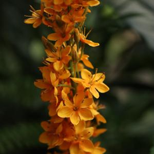 Eremurus Kunsttak 110cm Oranje