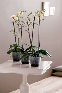 elho Brussels Orchid Binnen Plantenpot Vrijstaand Polypropyleen (PP) Transparant