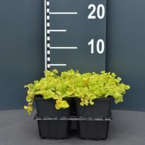 Penningkruid (lysimachia nummularia "Aurea") bodembedekker - 6-pack - 1 stuks