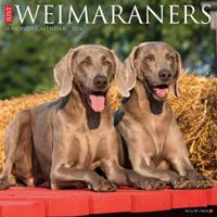 Weimaraner Kalender 2026